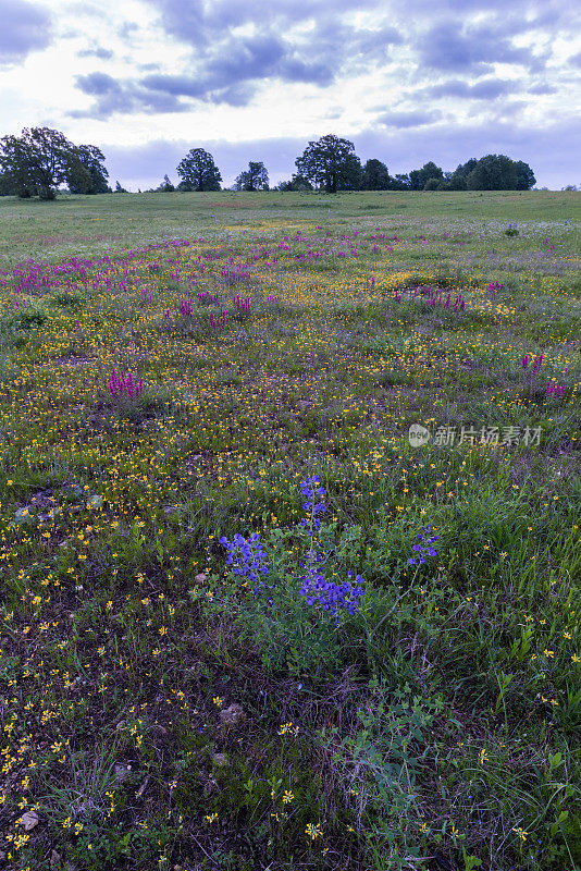 野生蓝靛蓝(Baptisia australis)，紫色画笔(Castilleja purpurpea)，和蔓延的狸藻(Lesquerella gracilis)，伊达贝尔，俄克拉何马州机场草原。